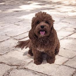 Nutmeg - Cavapoo