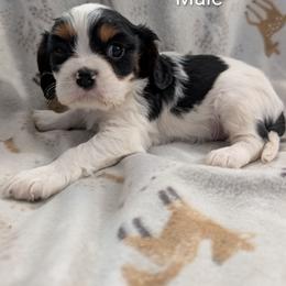 Donut - Tri-color male Cavalier King Charles Spaniel puppy in Ashwood, Oregon from Kelly Hendrix's Cavalier King Charles Spaniels & Toy Australian Shepherds
