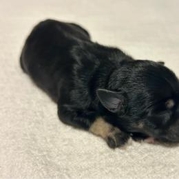 Boy 1 - Black and silver male Miniature Schnauzer puppy in Woodburn, Kentucky from Southern Kentucky Schnauzers