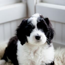 Sheepadoodle Puppies from Life Unleashed Farm
