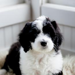 Sheepadoodle Puppies from Life Unleashed Farm
