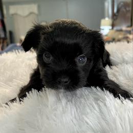 Ember - Liver female Yorkshire Terrier puppy in Bennettsville, South Carolina from Cottonwood Maltese