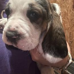 Rodeo - Black white and brown male Basset Hound puppy in Loup City, Nebraska from WoodKrick Bassets