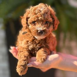 Boy 3 Selection - Apricot male Cavapoo puppy in Pleasant Hill, Iowa from Harvest Creek