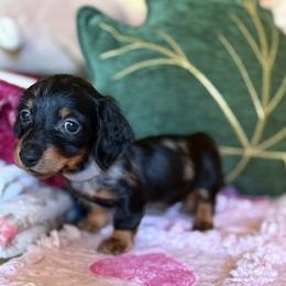 Moonlight - Dapple male Dachshund puppy in Temecula, California from Naomi Magee's Dachshund Kennel