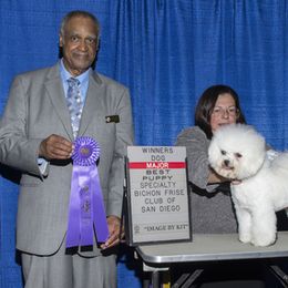 Bichon Frise All Grown Up from Drumhills Kennel
