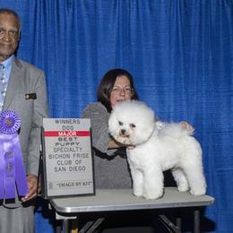 Bichon Frise All Grown Up from Drumhills Kennel