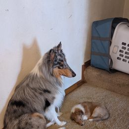 Collie Puppies from Nine Eves
