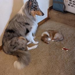 Collie Puppies from Nine Eves