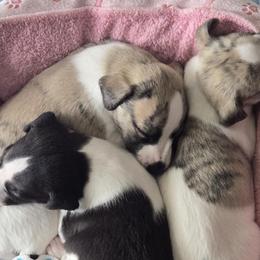 Whippets from Affinity Whippets
