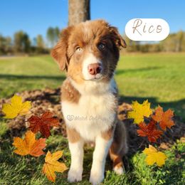 Rico - Red tri-color male Australian Shepherd puppy in Pittsville, Wisconsin from Match Dot Pup