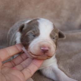 Cooper - Blue Collar - Lilac male Border Collie puppy in Courtland, Alabama from C Bar C Ranch Border Collies