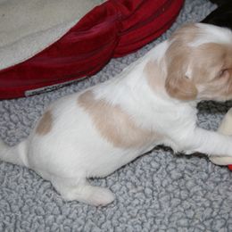 Australian Labradoodle Puppies from Windsor Creek Labradoodles