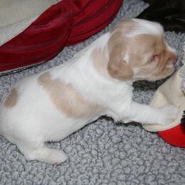 Australian Labradoodle Puppies from Windsor Creek Labradoodles