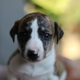 Clank - Fawn brindle male Whippet puppy in Robesonia, Pennsylvania from Rogue Mountain Manor