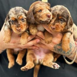 Dachshund and French Bulldog Puppies from ThePuppyVille