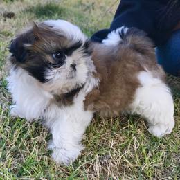 Shih Tzu Puppies from Willow Lane Shih Tzus