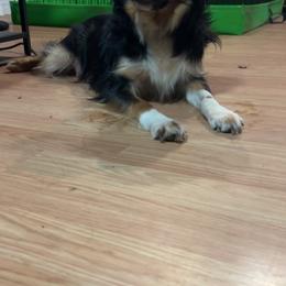 Debbie (ISO guardian home) - Black tri female Miniature Australian Shepherd puppy in Terryville, Connecticut from Spirited Aussies