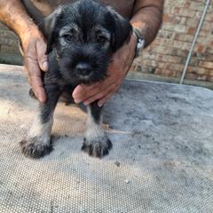 Boy 1 - Pepper and salt male Standard Schnauzer puppy in Mesquite, Texas from Ausgelassen Standard Schnauzers