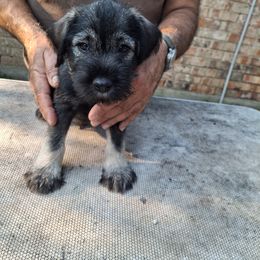 Boy 1 - Pepper and salt male Standard Schnauzer puppy in Mesquite, Texas from Ausgelassen Standard Schnauzers