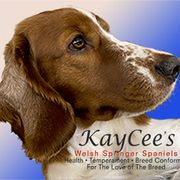 Welsh Springer Spaniel All Grown Up from KayCee’s Welsh Springer Spainels