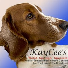 Welsh Springer Spaniel All Grown Up from KayCee’s Welsh Springer Spainels