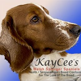 Welsh Springer Spaniel All Grown Up from KayCee’s Welsh Springer Spainels