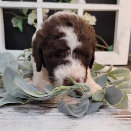 Aussiedoodle and Goldendoodle Puppies from Hunting Creek Kennels