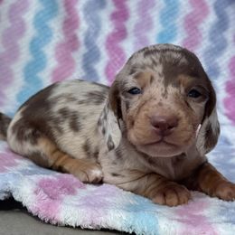 Sage - Chocolate and tan female Dachshund puppy in Duncanville, Alabama from Bear Creek Dachshunds