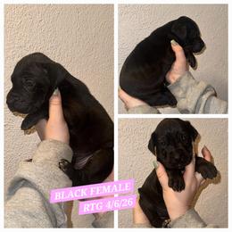 Girl 6 - Black female Great Dane puppy in Doylestown, Ohio from Dana's Danes