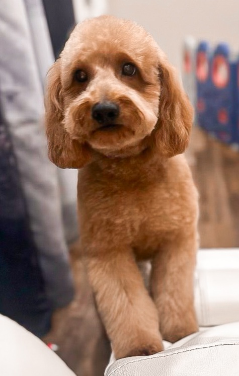 Stitch - Goldendoodle