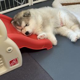 Alaskan Malamute Puppies from Alpenglow Alaskan Malamutes
