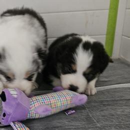 Australian Shepherds from Boundless joy aussies