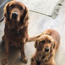 Golden Retrievers from Sweet Like Honey Goldens