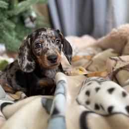 Dachshund Puppies from Cold Mountain Dachshunds