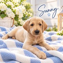 Sunny - Cream female Double Doodle puppy in Whitsett, North Carolina from Rock Creek Doodles NC