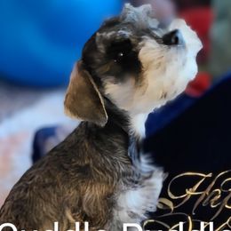 Miniature Schnauzers from Cuddle Puddles Schnauzers