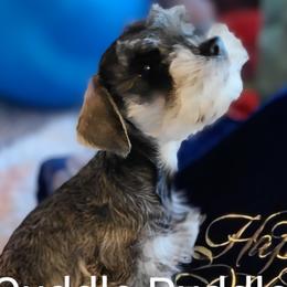 Miniature Schnauzers from Cuddle Puddles Schnauzers