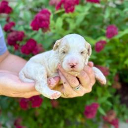 Starburst - Yellow and white female Bernedoodle puppy in Midland, Michigan from Northern Charm Farm