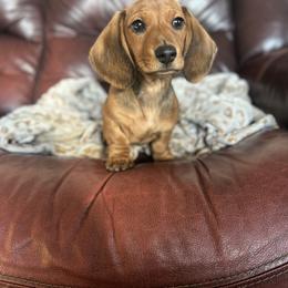 Dachshund Puppies from Steadfast station, mini dachshunds