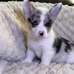 Rose - White and black female Pembroke Welsh Corgi puppy in Anderson, South Carolina from Powell's Corgis