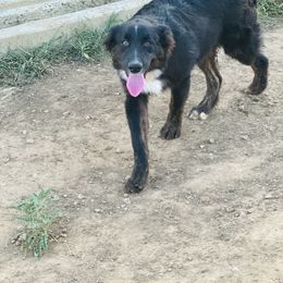 Jasper - Black tri-color Australian Shepherd puppy in Mineral Wells, Texas from A6 Australian Shepards