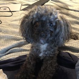 Lina - Maltipoo
