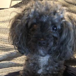 Lina - Maltipoo