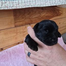 Boy 4 - Parti male Yorkshire Terrier puppy in Mountain Grove, Missouri from Precious Puppies