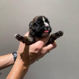 Blue - Brindle male Boxer puppy in Jamesville, New York from Reynolds Homestead Boxers