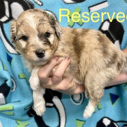 Aussiedoodle and Bordoodle Puppies from Holland Hilltop Farm