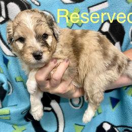 Aussiedoodle and Bordoodle Puppies from Holland Hilltop Farm