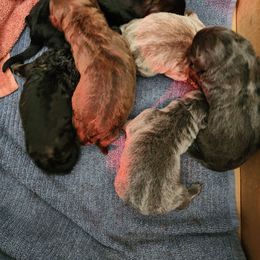 Morpheus - Liver male German Shepherd puppy in Los Lunas, New Mexico from Mali's German Shepherds