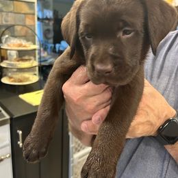 Labrador Retriever Puppies from Cedar Lake Labradors